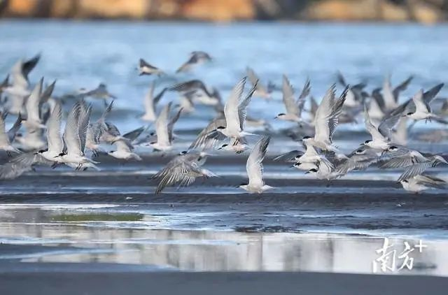 中山臺(tái)風(fēng)預(yù)報(bào)_禁行_中山黑煙車禁行罰款